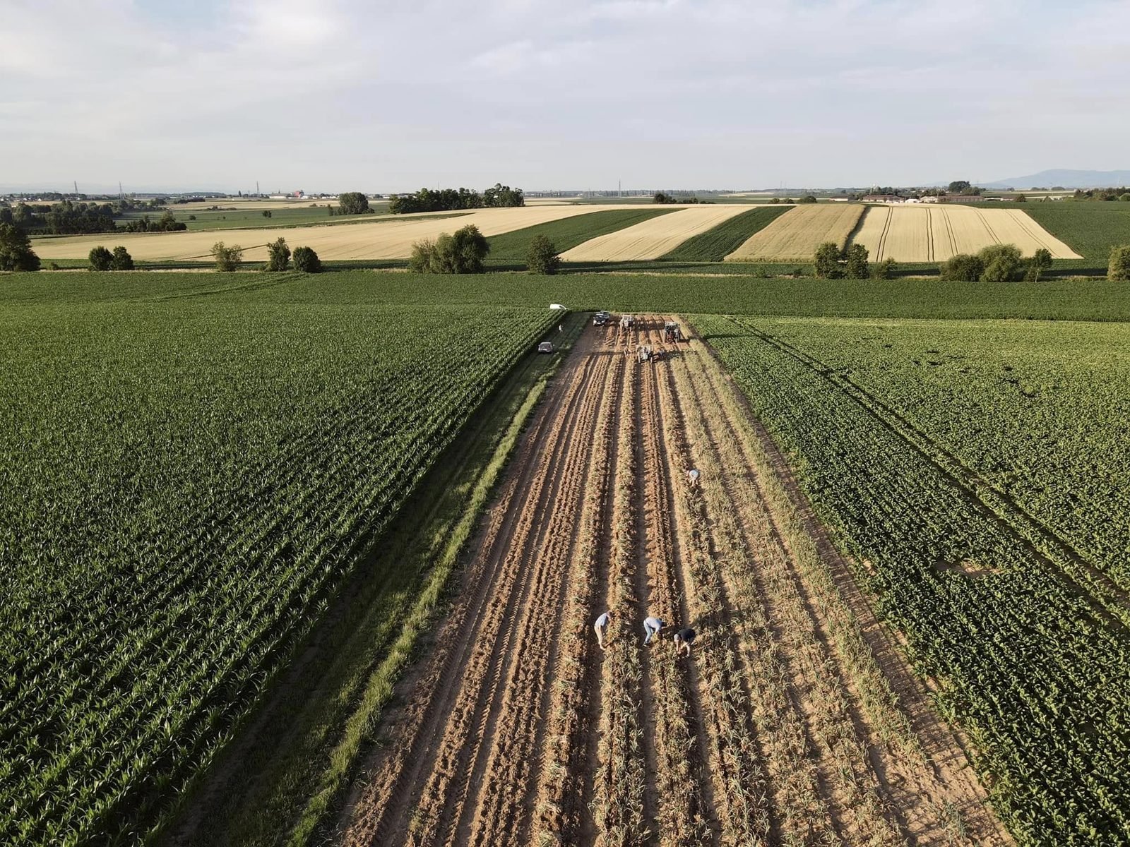 Vue aérienne de la récolte de l'ail à la main dans un champ du Kochersberg